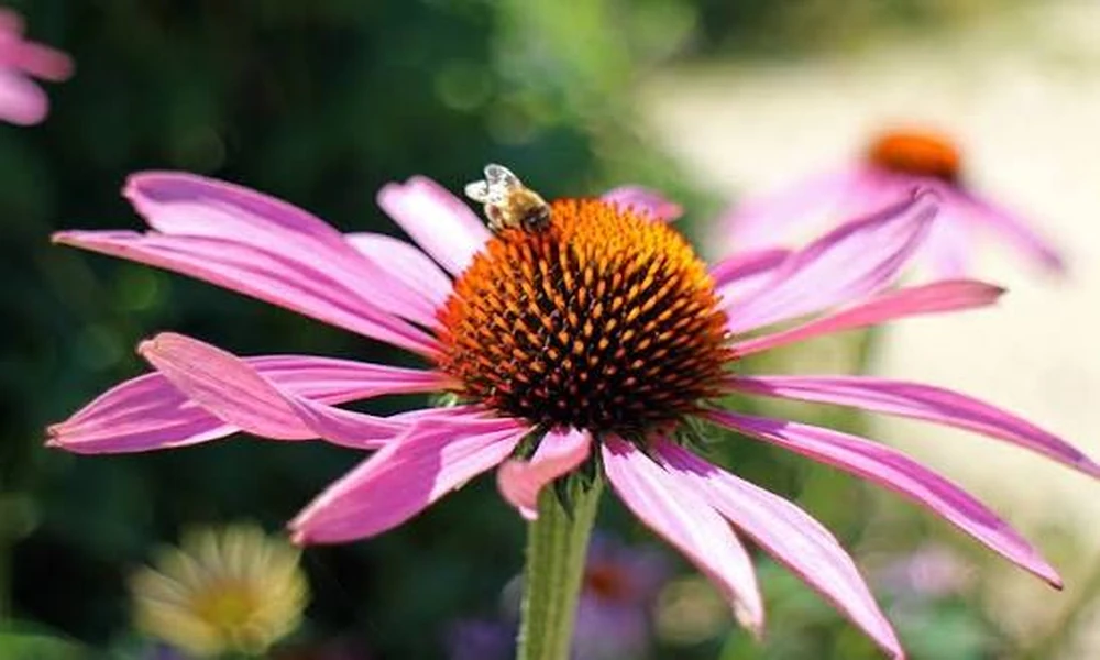 What time of day do honey bees visit wildflowers?
