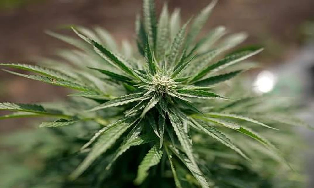 Cross-Country Drive: A Hemp Legality Map by State Line